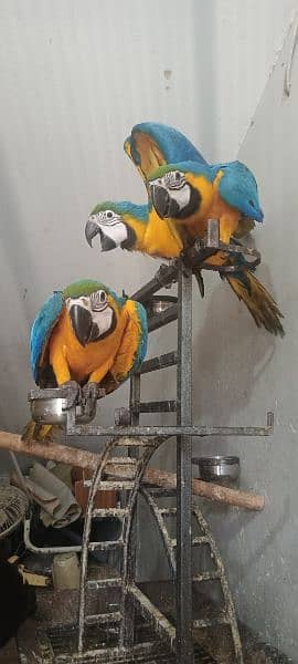 blue and gold macaw chick local Karachi chick 2