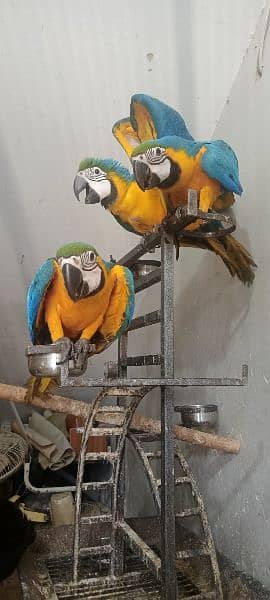 blue and gold macaw chick local Karachi chick 6