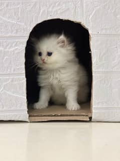 white Persian kittens