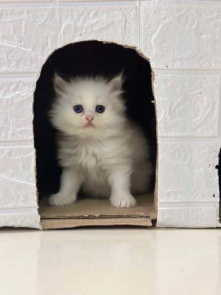white Persian kittens 1