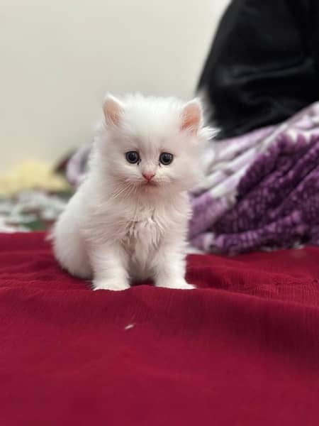 white Persian kittens 2