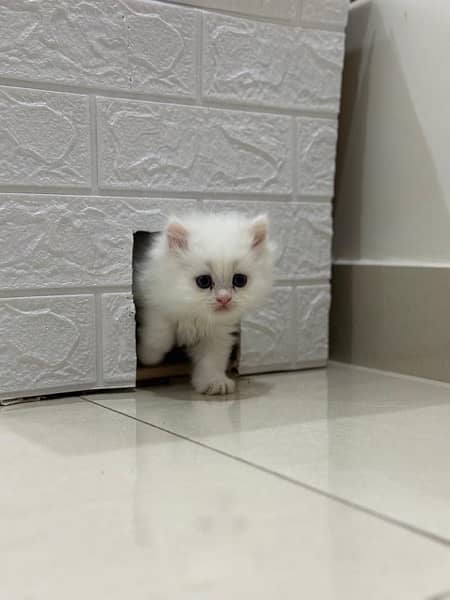 white Persian kittens 3