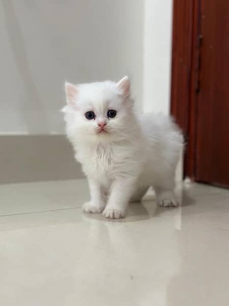 white Persian kittens 4