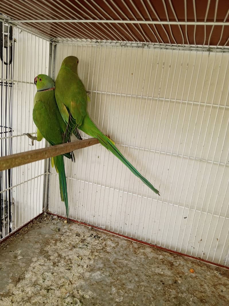 Ringneck  Good and Healty Pair for Sale 0