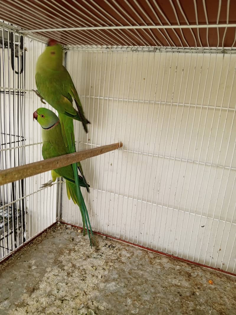 Ringneck  Good and Healty Pair for Sale 1