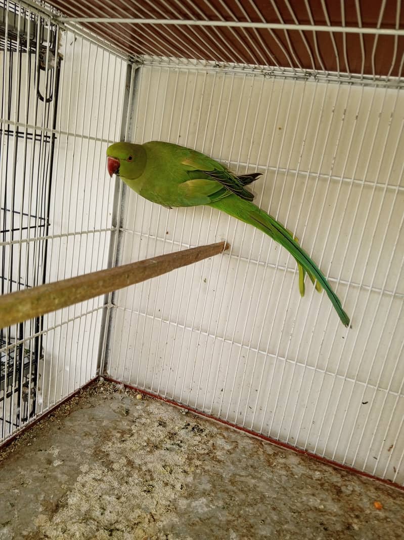 Ringneck  Good and Healty Pair for Sale 2
