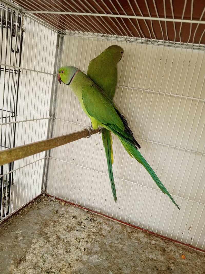 Ringneck  Good and Healty Pair for Sale 3