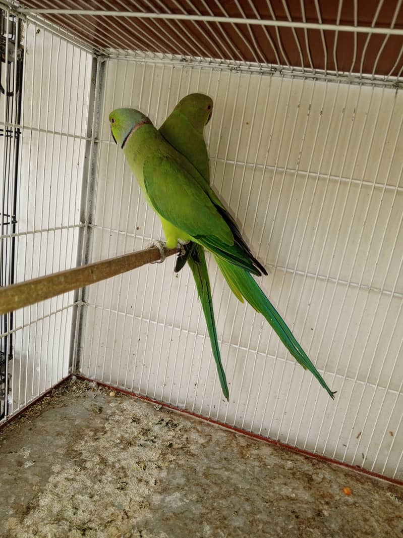 Ringneck  Good and Healty Pair for Sale 4