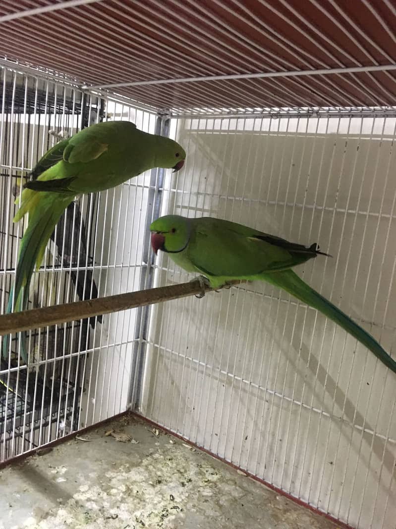 Ringneck  Good and Healty Pair for Sale 5