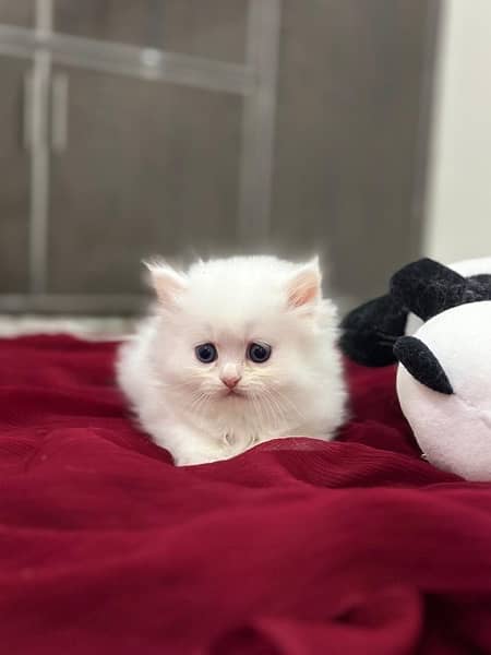 white Persian kittens 6