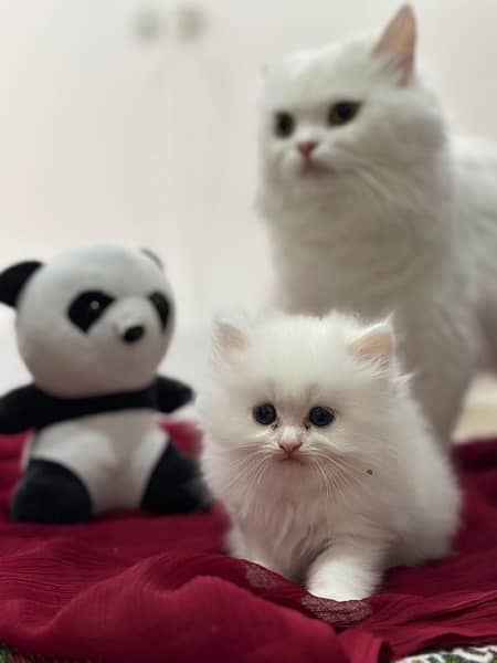 white Persian kittens 7