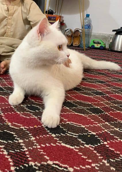 Persian cat doll face 1