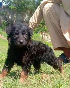 German Dabal coat male available for sale