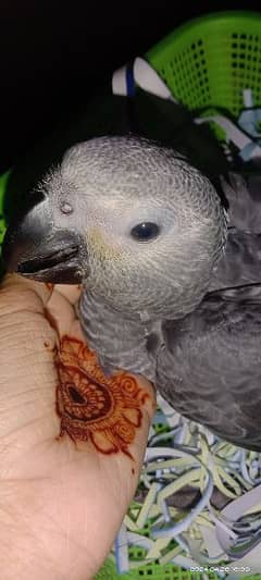 African Grey  2 and half month age