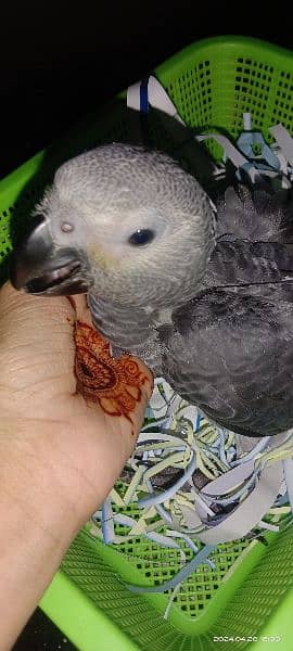 African Grey  2 and half month age 1