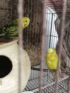 Mature Budgies fast breader. cage is also available