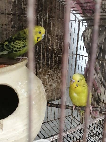 Beautiful Mature Budgies fast breader. cage is also available 0