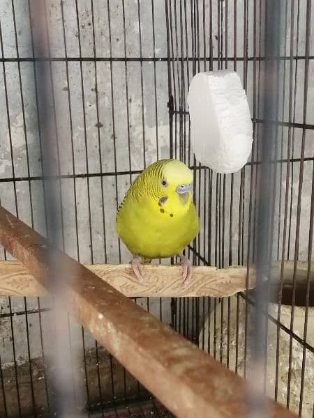 Beautiful Mature Budgies fast breader. cage is also available 1