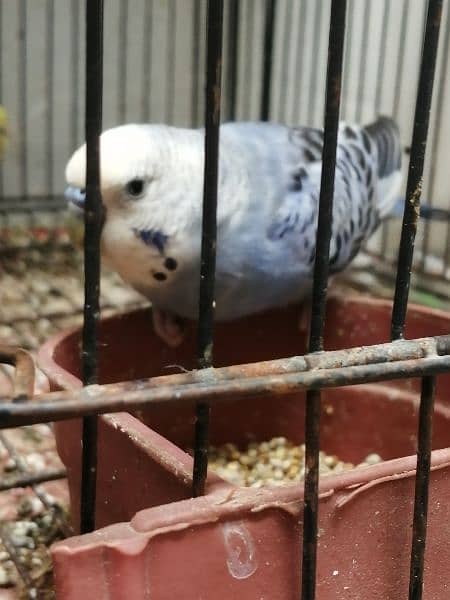 Beautiful Mature Budgies fast breader. cage is also available 2