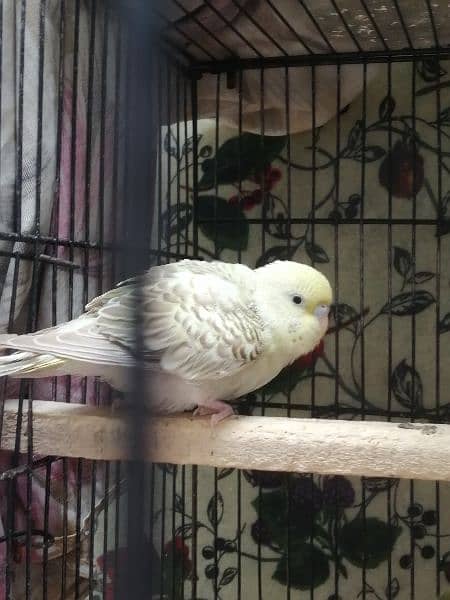 Beautiful Mature Budgies fast breader. cage is also available 3