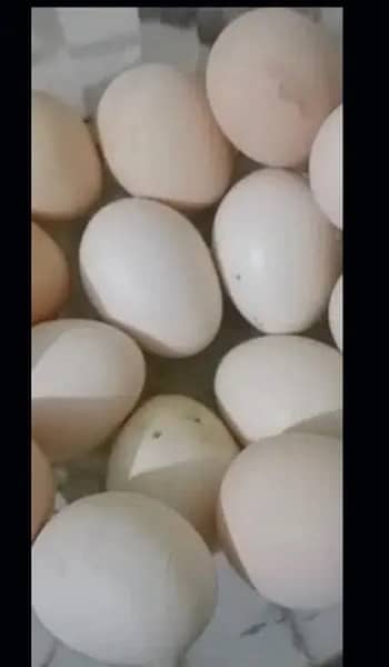 Aseel Heera Mushka Lakha Jawa eggs 0
