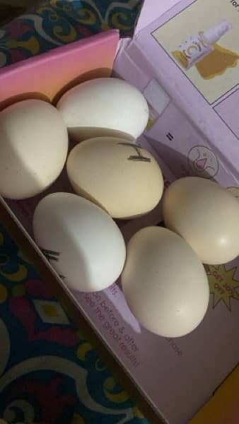 Aseel Heera Mushka Lakha Jawa eggs 1