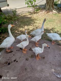 kaaz ducks pair and chiks