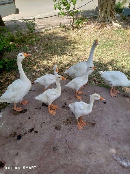 kaaz ducks pair and chiks 0
