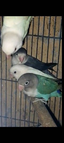 Jave and love birds for sale 03074428253 03134428515 4