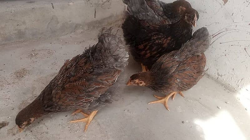 red wyandotte  1 week  to 4 months chick available in reasonable price 1