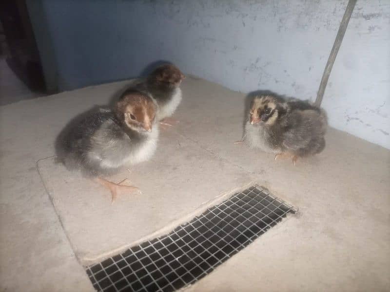 red wyandotte  1 week  to 4 months chick available in reasonable price 2