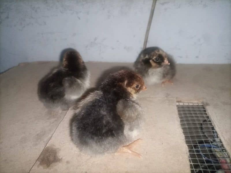 red wyandotte  1 week  to 4 months chick available in reasonable price 3