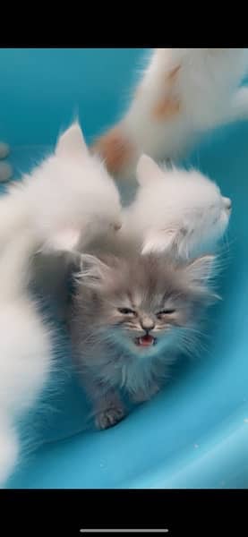 Persian kittens for sale. 0