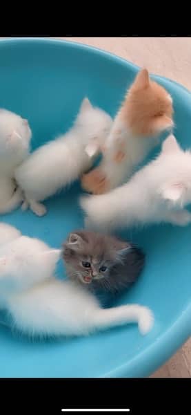 Persian kittens for sale. 2