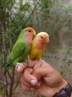 hand tame / sami tame love bird