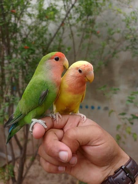 hand tame / sami tame love bird 0