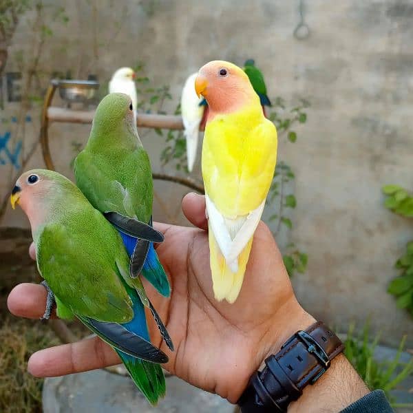 hand tame / sami tame love bird 4