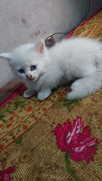 parsian cat 1 month blue eyes 0