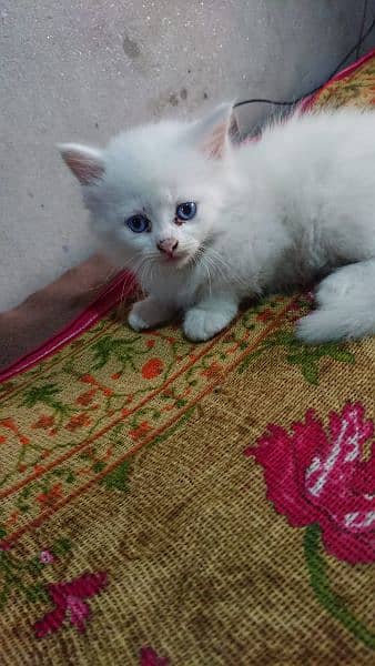 parsian cat 1 month blue eyes 1