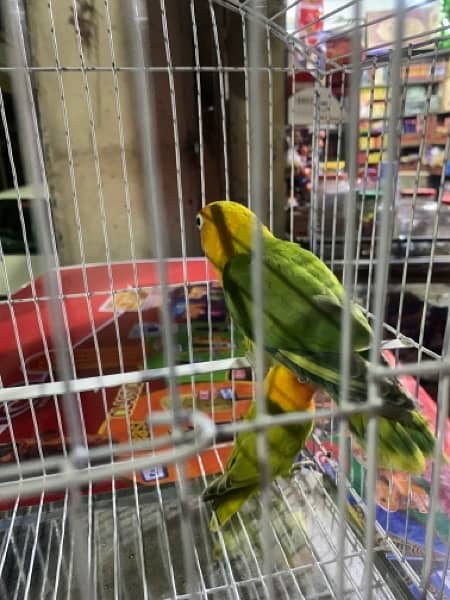 for sale parrots I don’t know how now 0