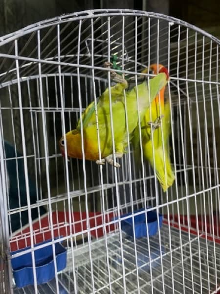 for sale parrots I don’t know how now 2
