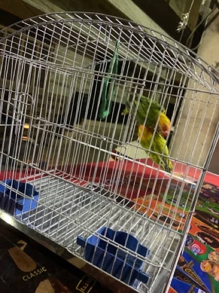 for sale parrots I don’t know how now 3