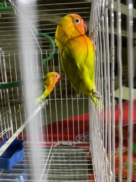 for sale parrots I don’t know how now 4