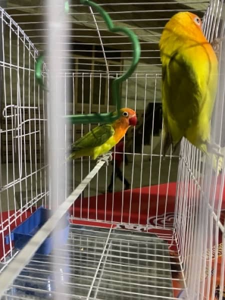 for sale parrots I don’t know how now 5