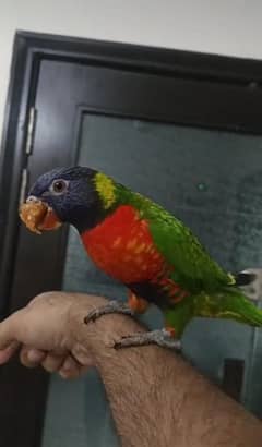 loory parrot for sale only serious buyer contact