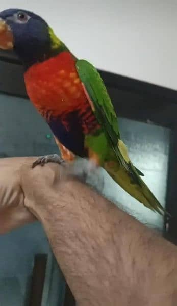 loory parrot for sale only serious buyer contact 1