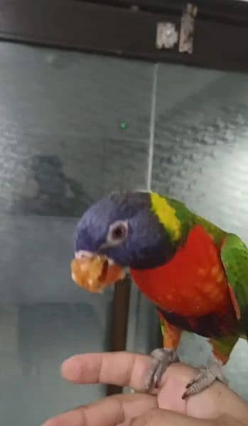 loory parrot for sale only serious buyer contact 2