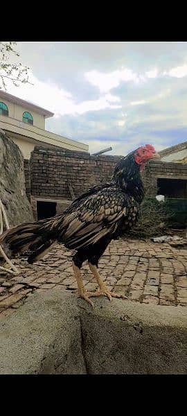 12 aseel hens with chicks urgent sale 8