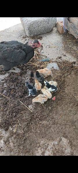 12 aseel hens with chicks urgent sale 10