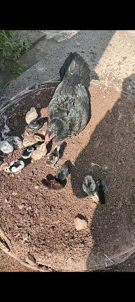 12 aseel hens with chicks urgent sale 11